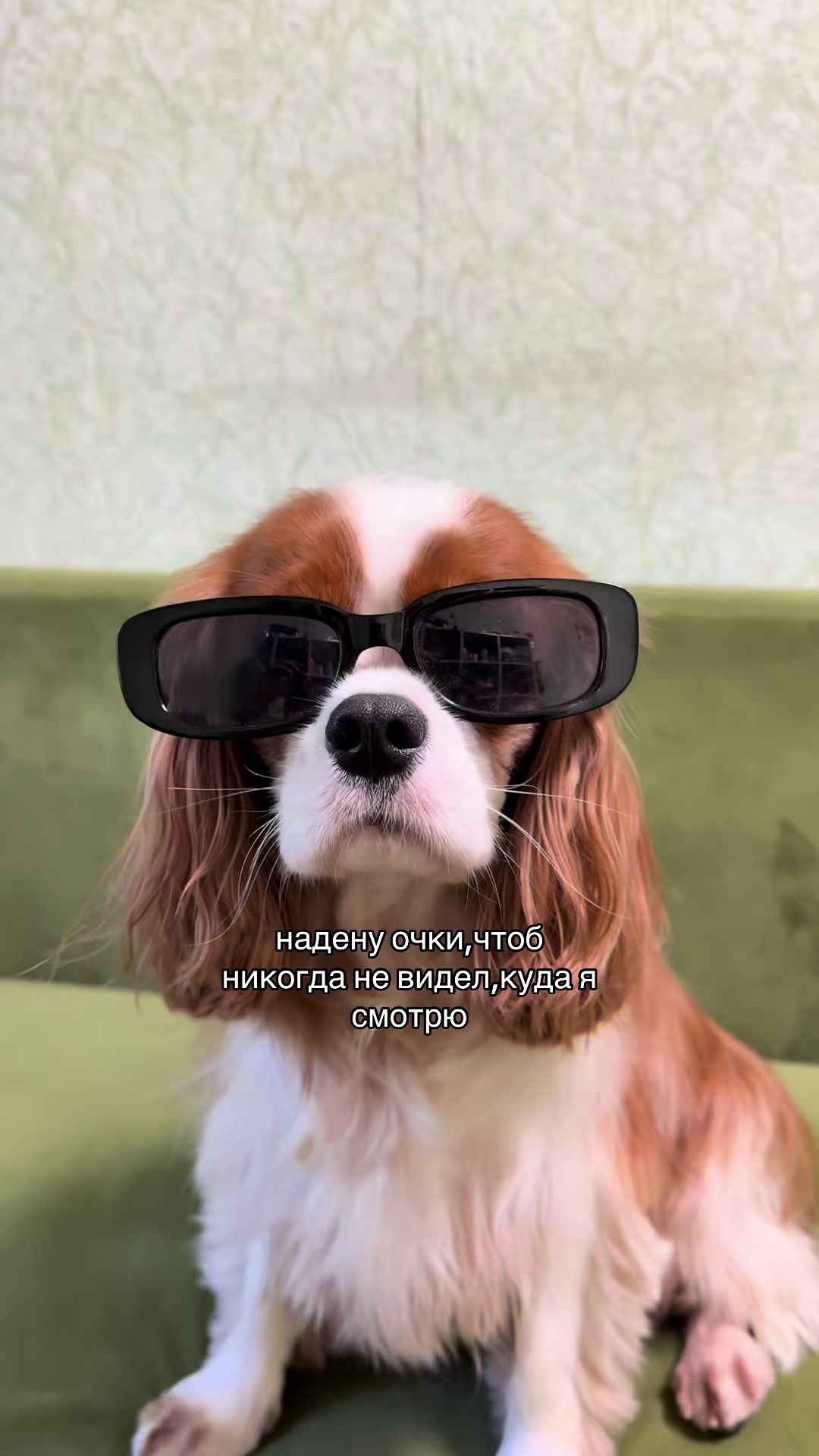 @Фаби🐶