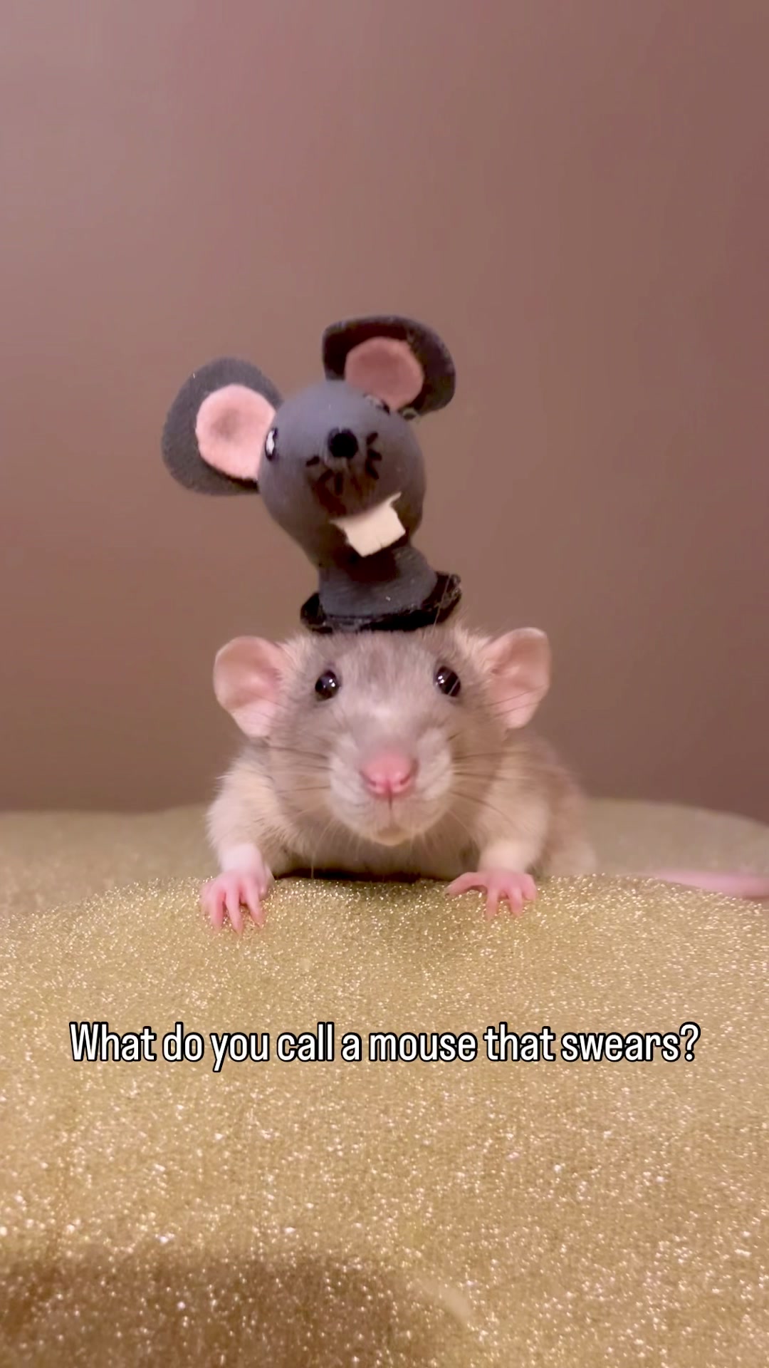 @RatsHaveFeelingsToo