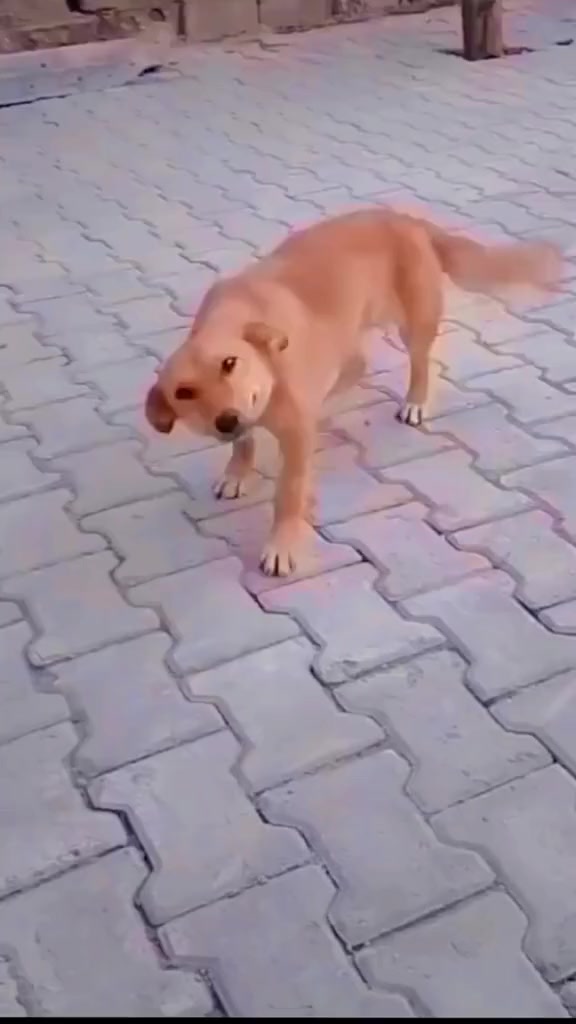 @ꜱᴜᴊɪ ᴄᴏᴍᴇᴅʏ ᴇᴅɪᴛ