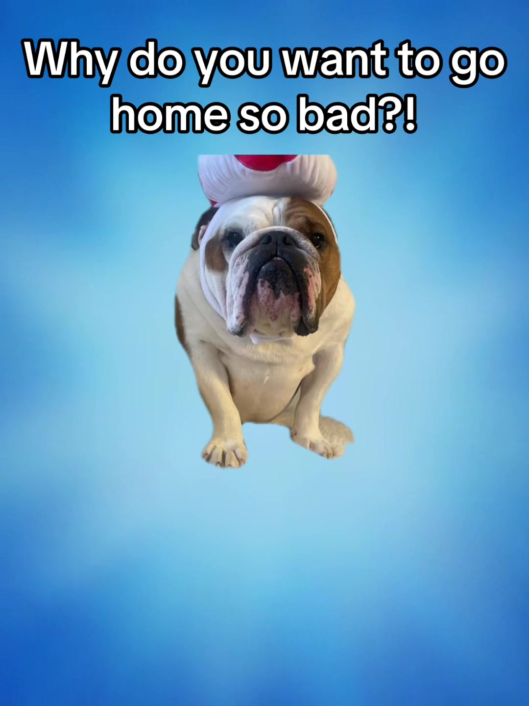 @Stubby The Bulldog