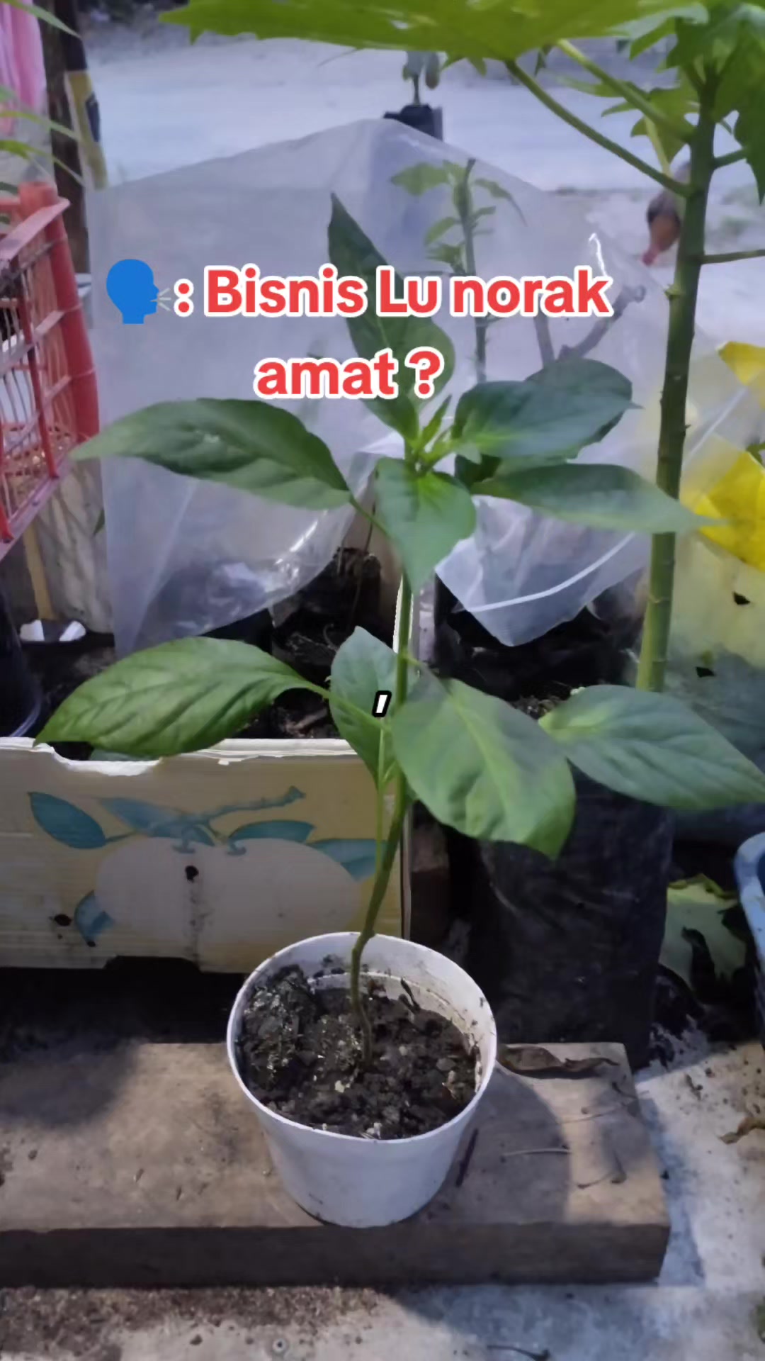 @Gusti