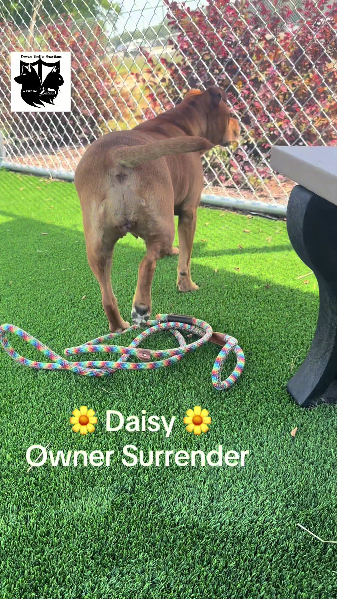@Crazy Dog Lady