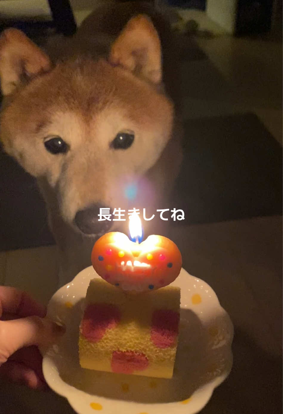 @こむぎといなり
