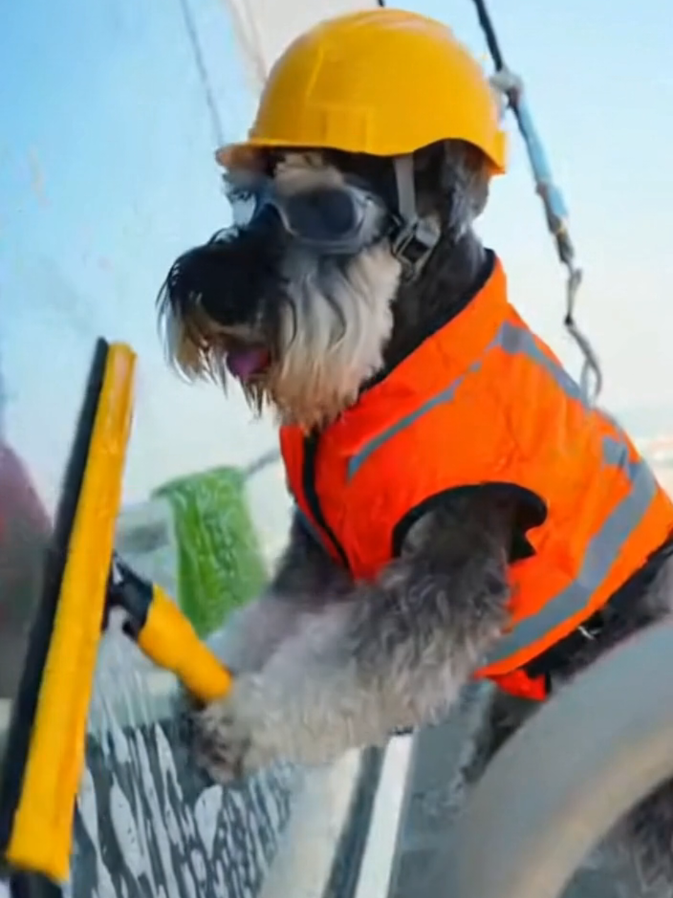 @Schnauzer Intelligence