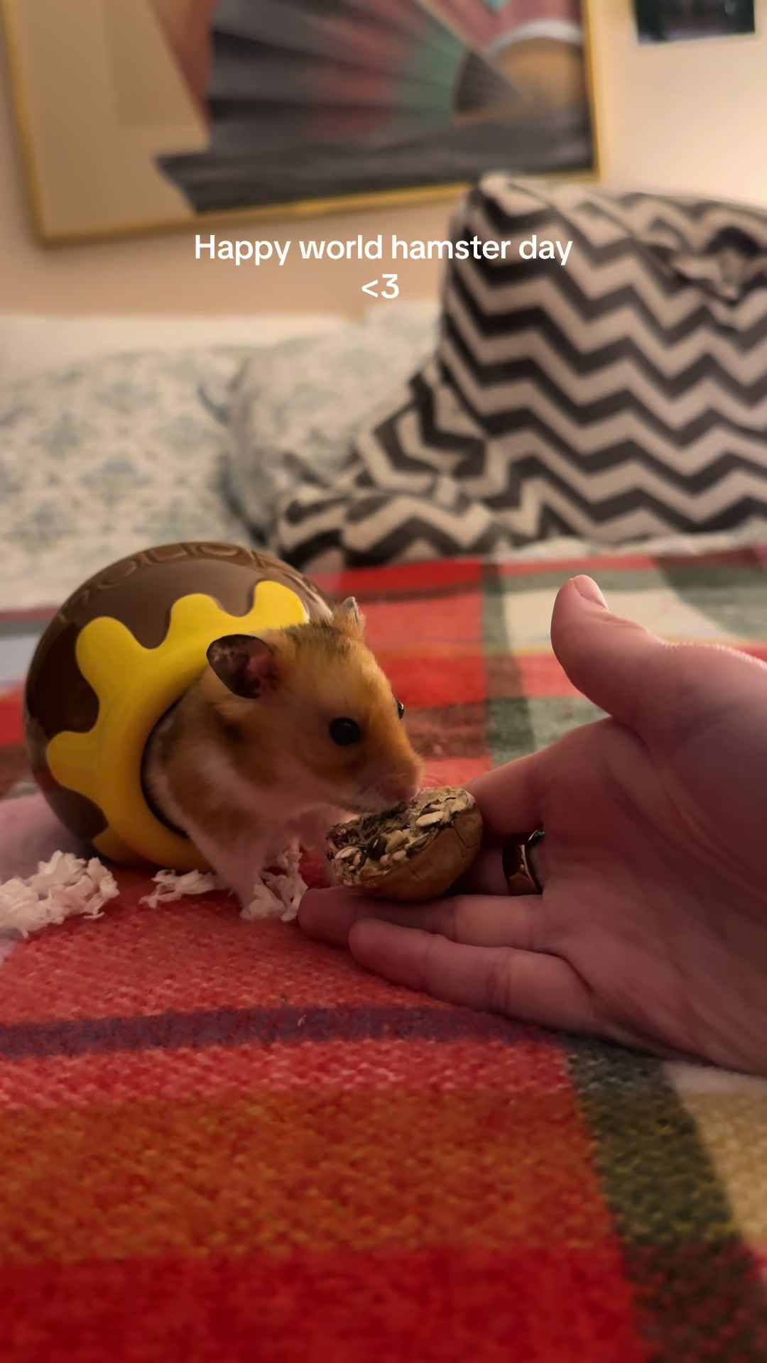 @hamsterwlw