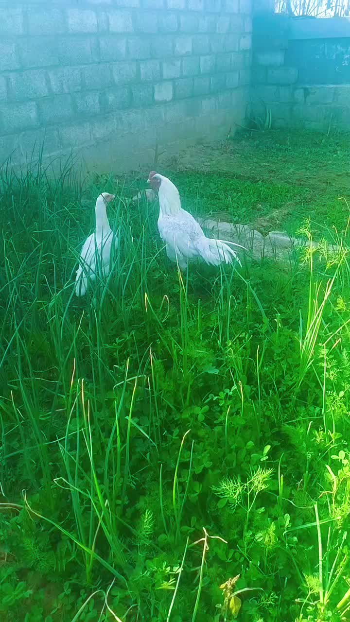 @rajasalman560
