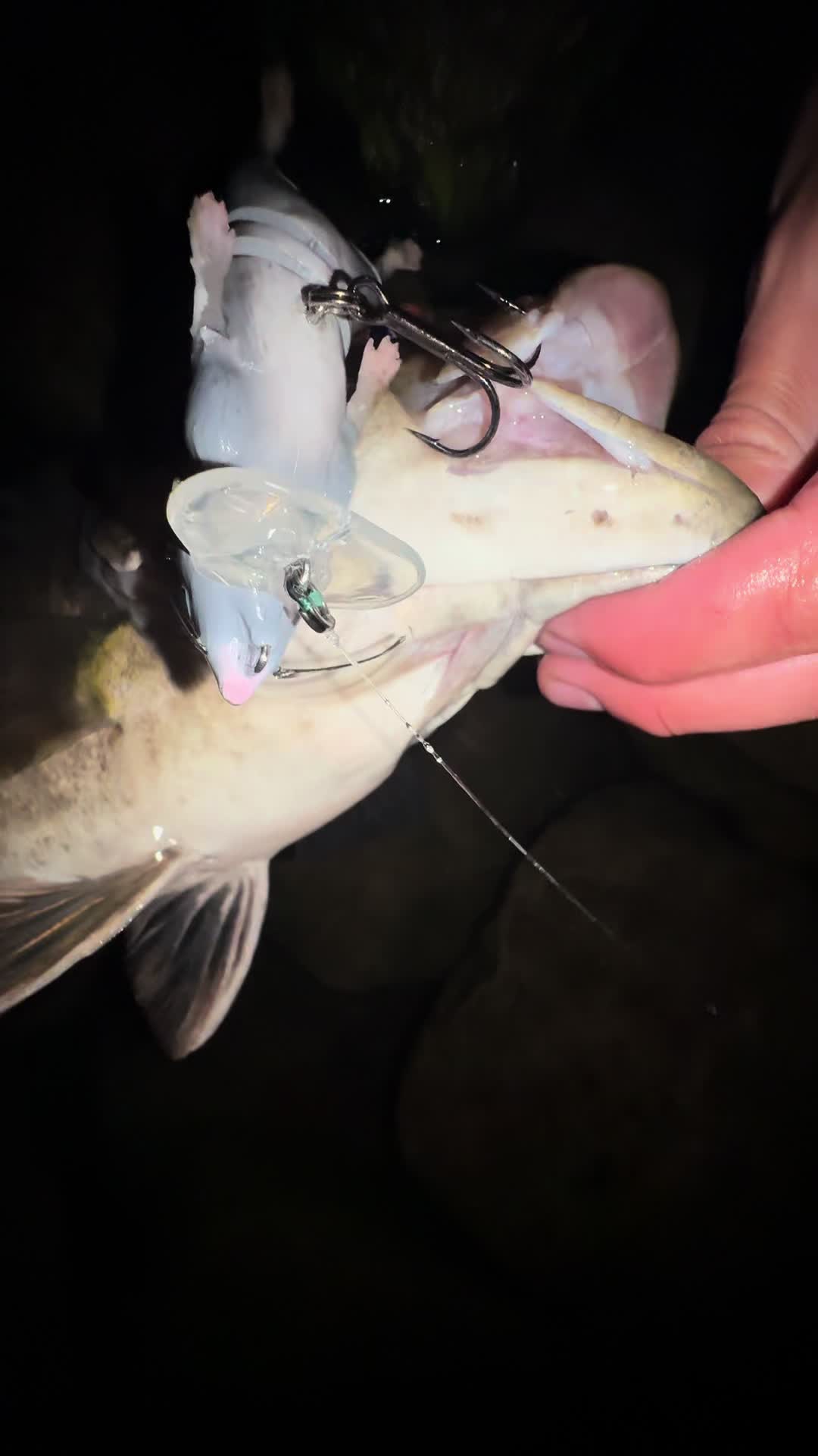 @FishGuy