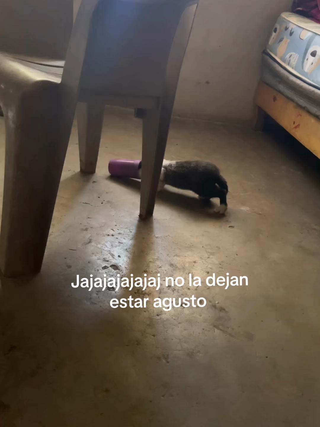 @perla medina