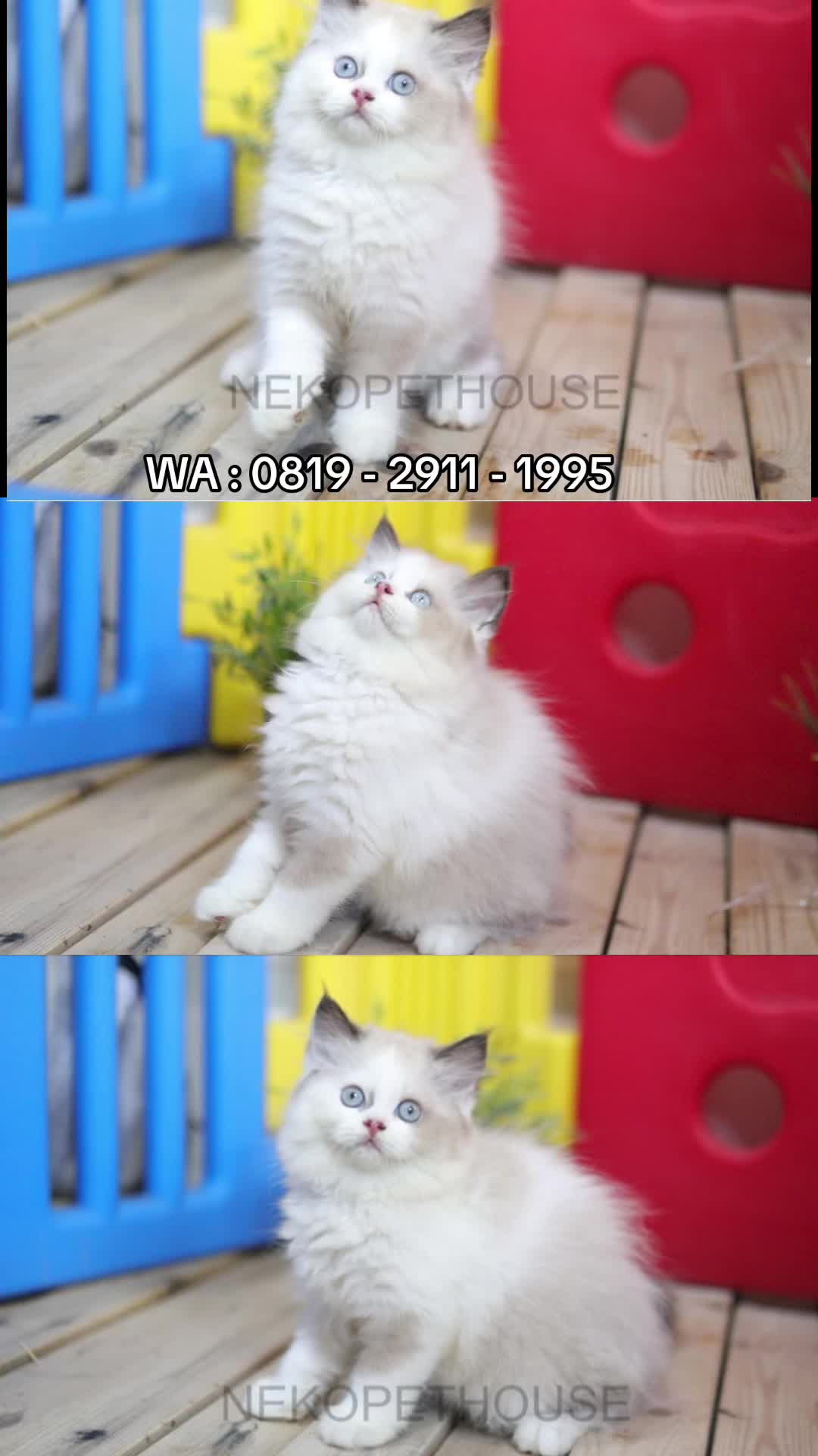 @Nekopethouse - Adopsi Kucing