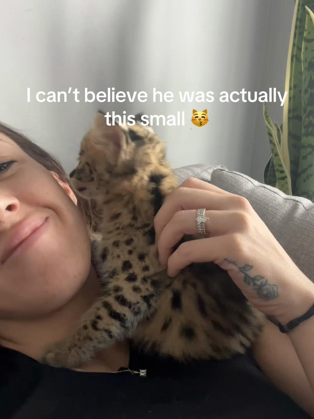 @milo the serval
