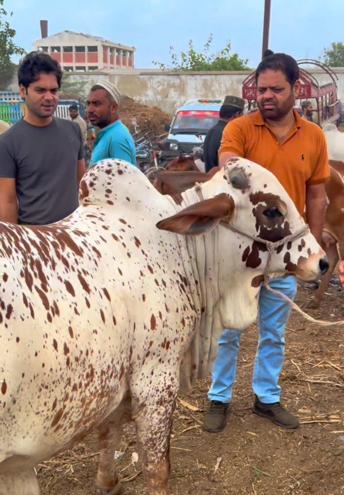 @Karachi Bull lovers