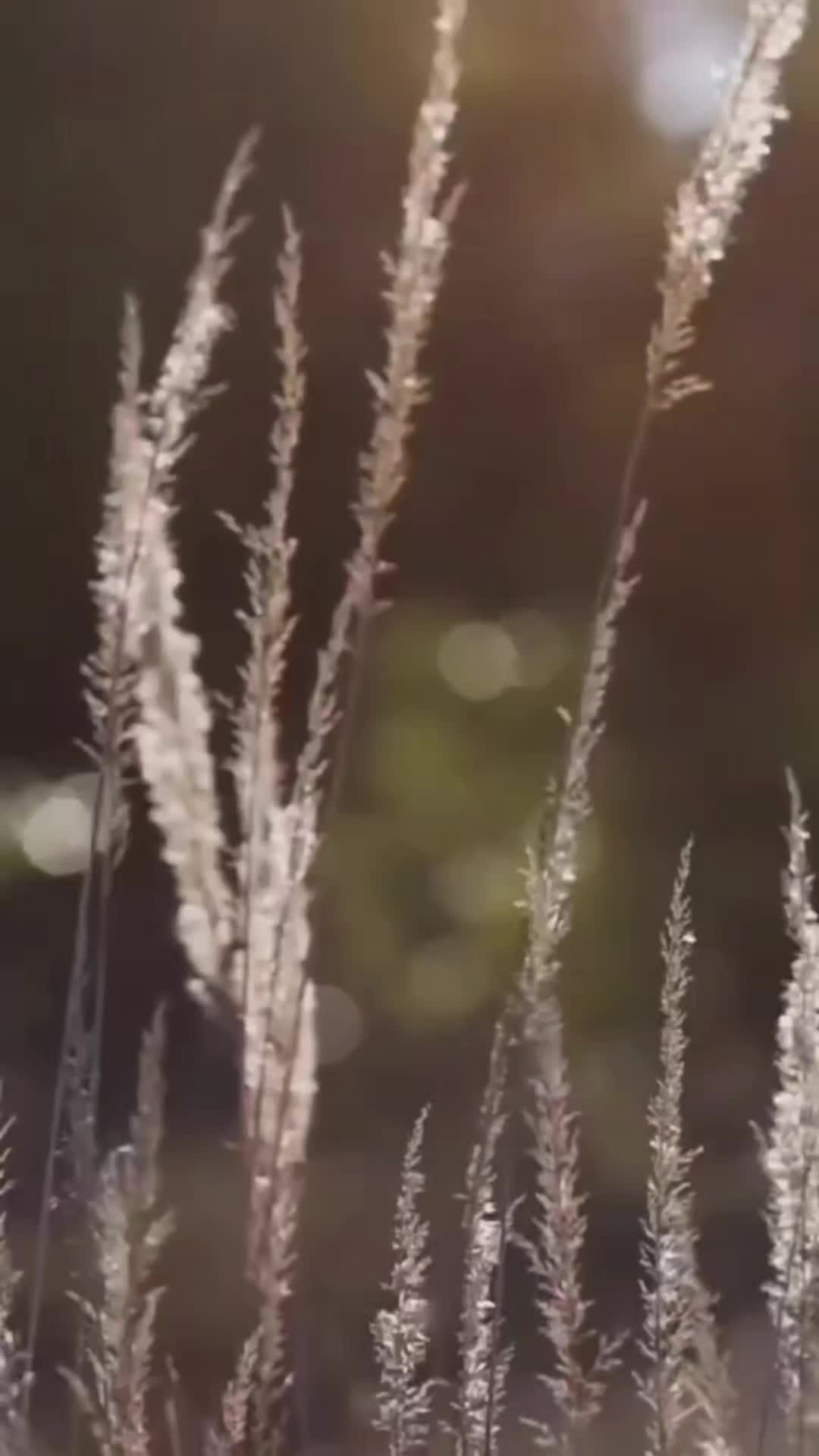 @bcbudgurl420🇨🇦 GEN❌️