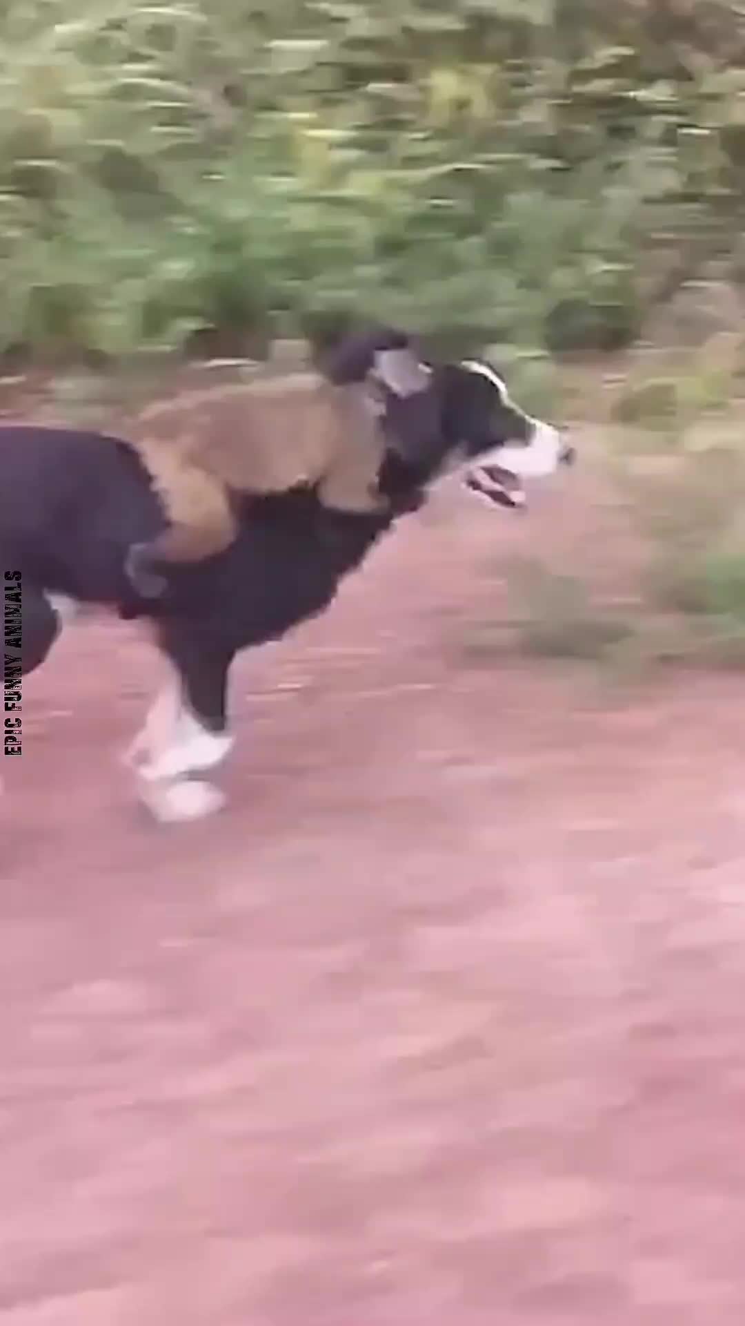 @Epic Funny Animals