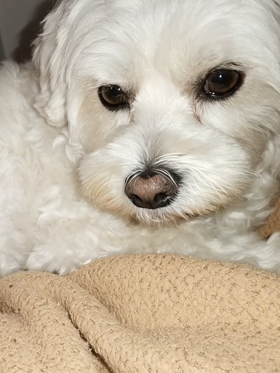 @Doki🦴🐾