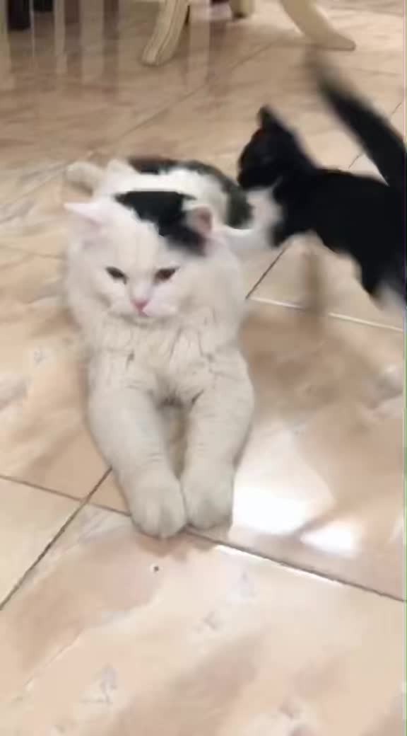 @asoolcat