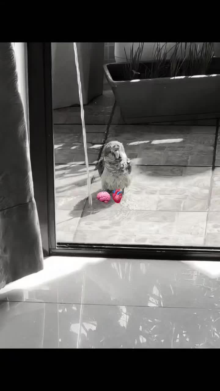 @🦢❤️