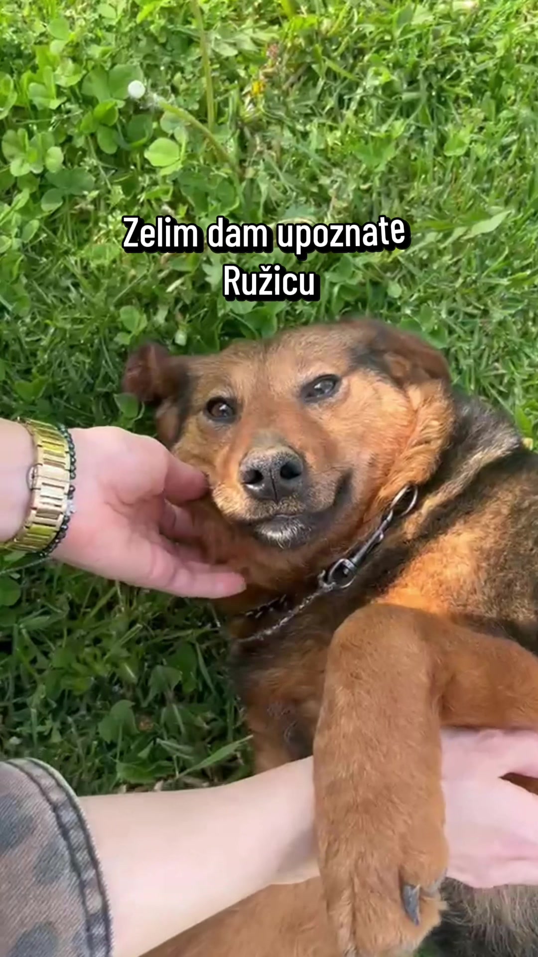 @ellenailicc