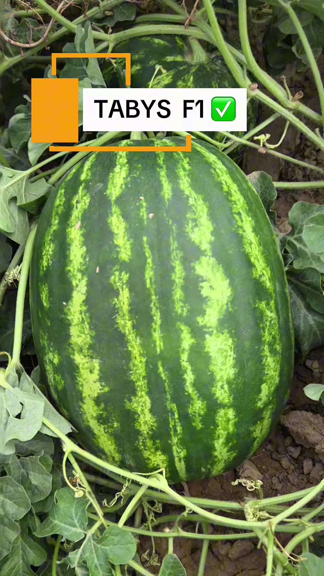 @Expert Agro Seeds
