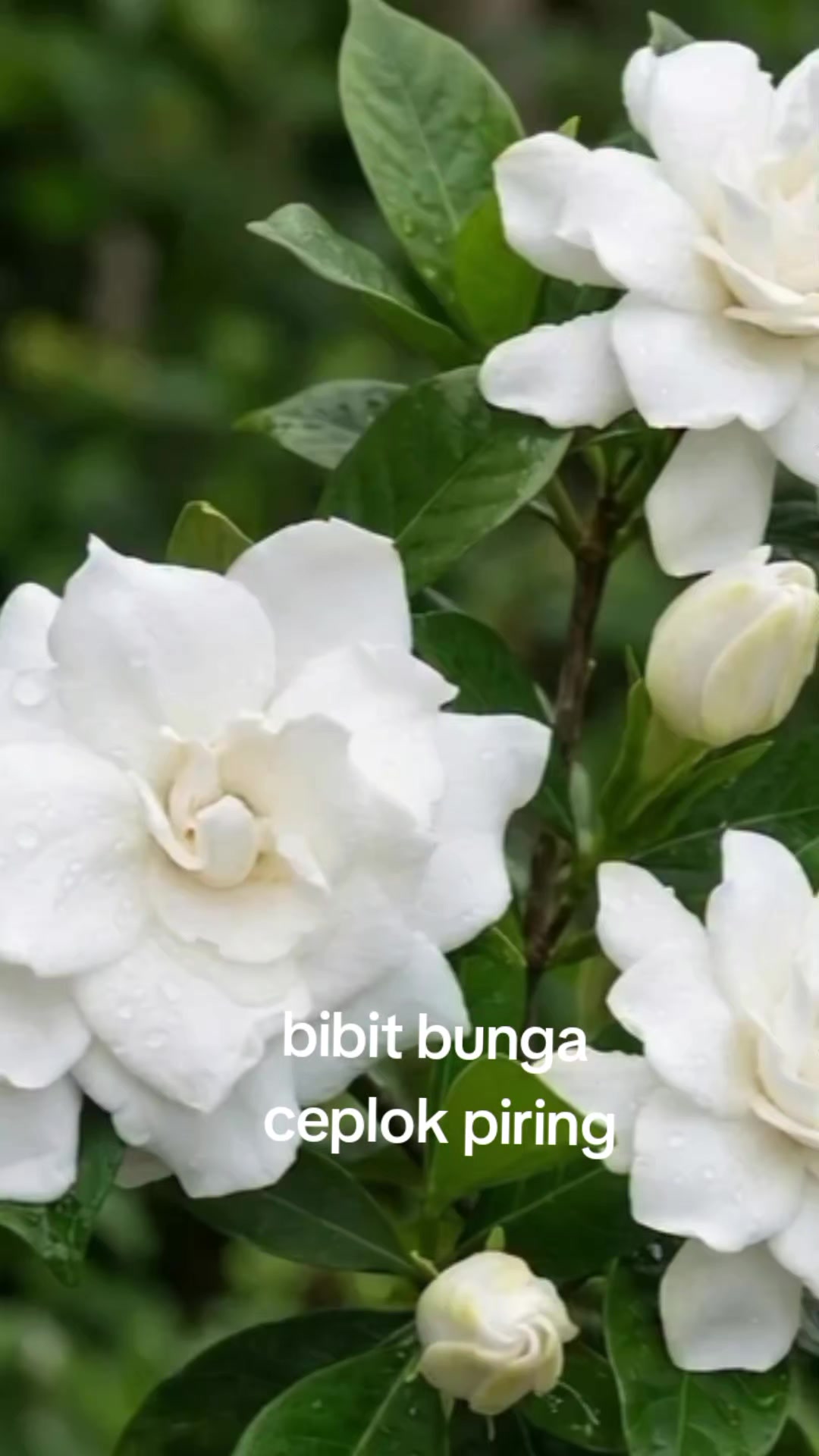 @NUNUNG INSANI