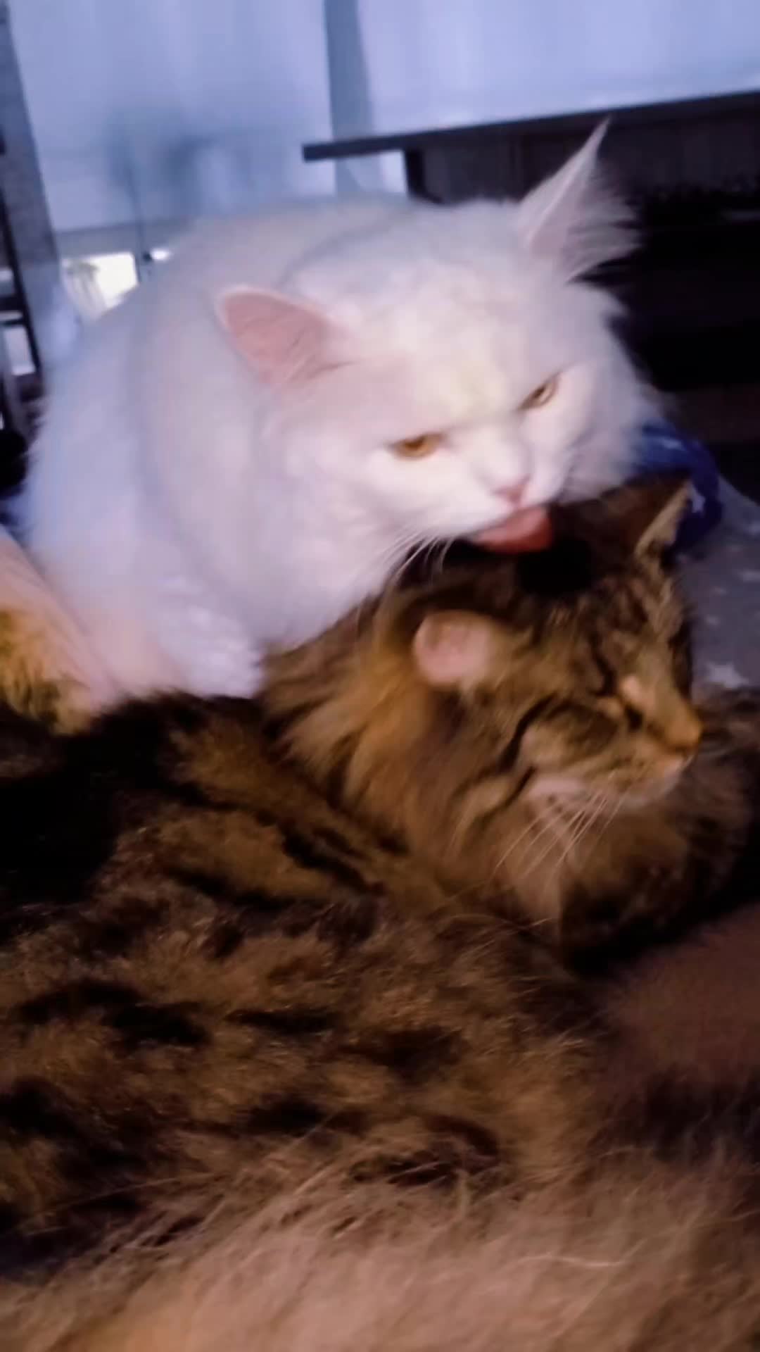 @Lucky Cats