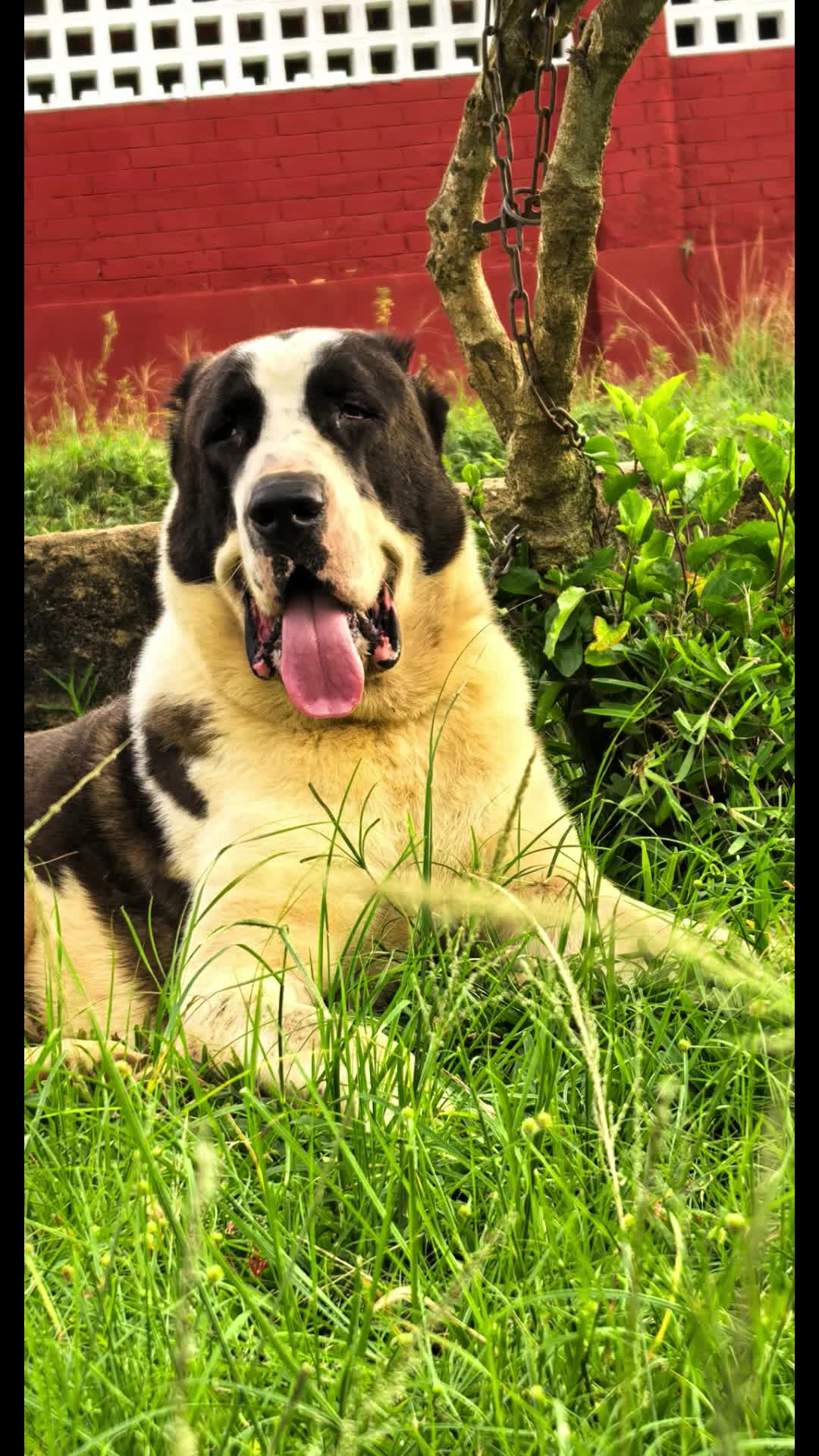 @FIRST CANE CORSO🐾🇨🇮🇨🇮🐾