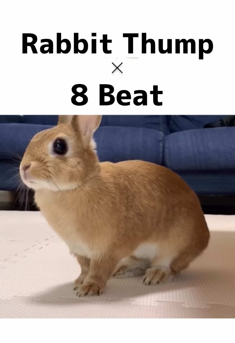 @rabbit man