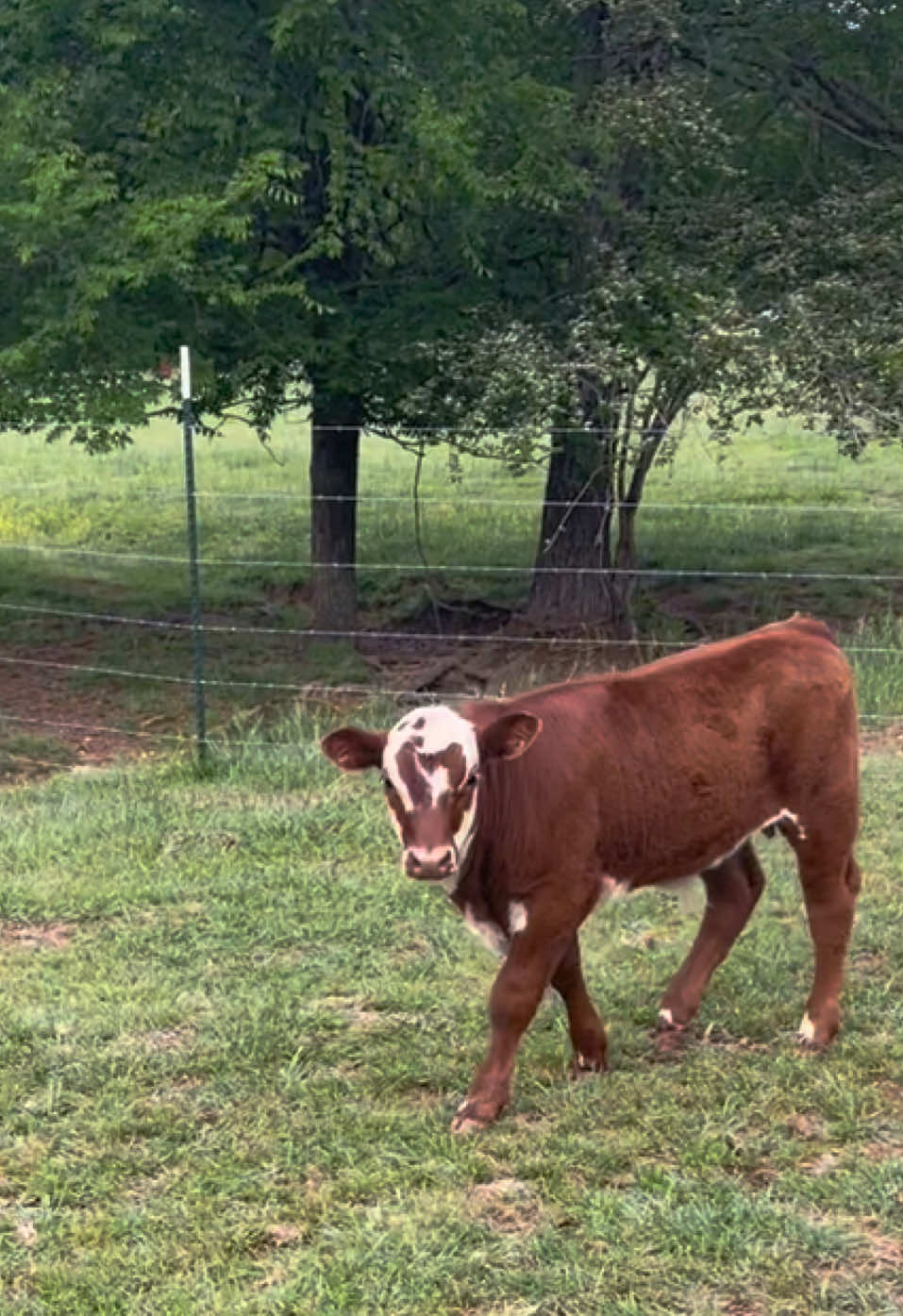 @Georgia Farm Girl