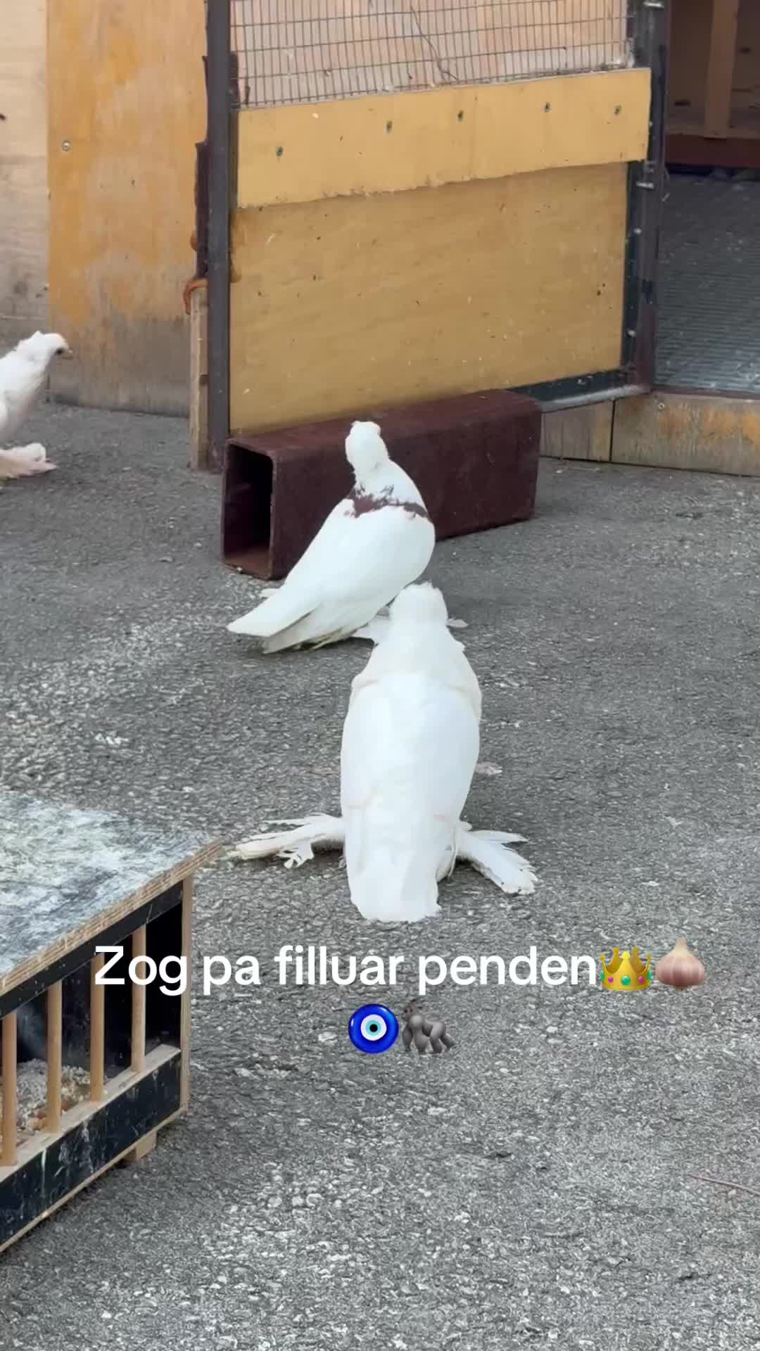 @dottore2220
