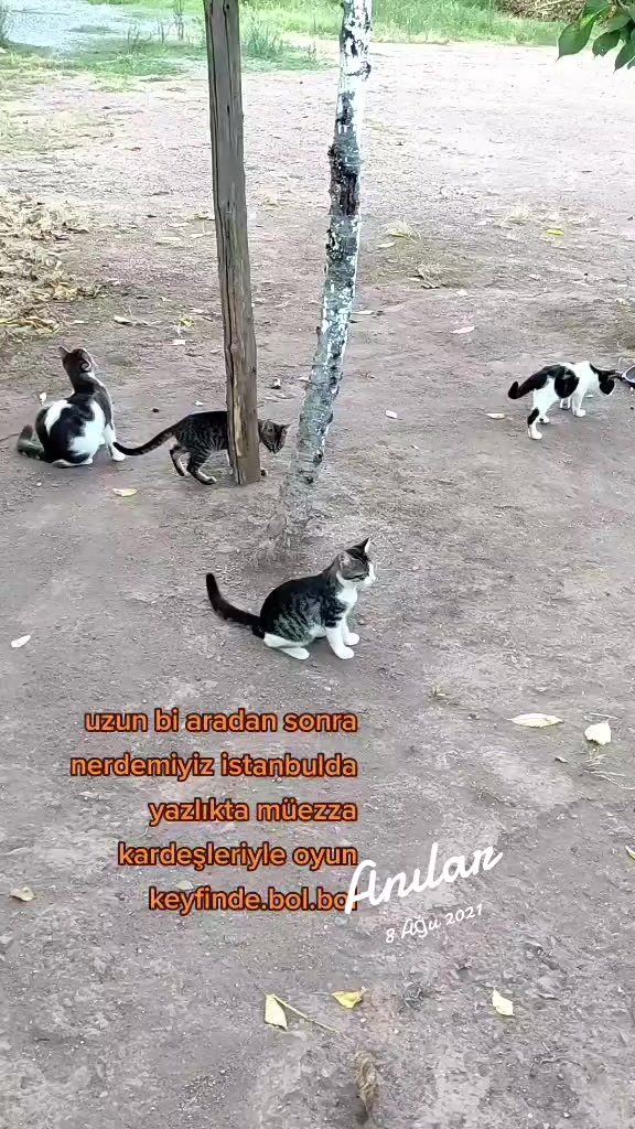 @Elif Enise Alançay