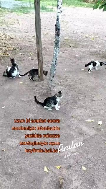 @Elif Enise Alan&ccedil;ay