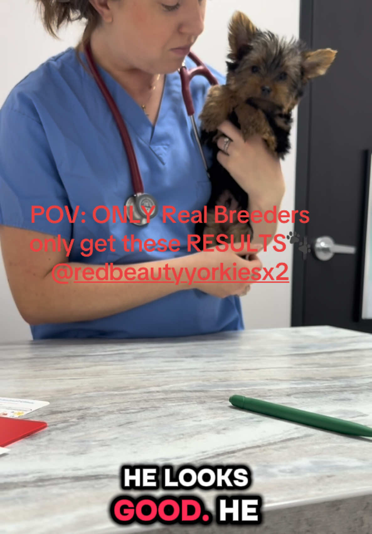 @RedBeautyYorkies🐾
