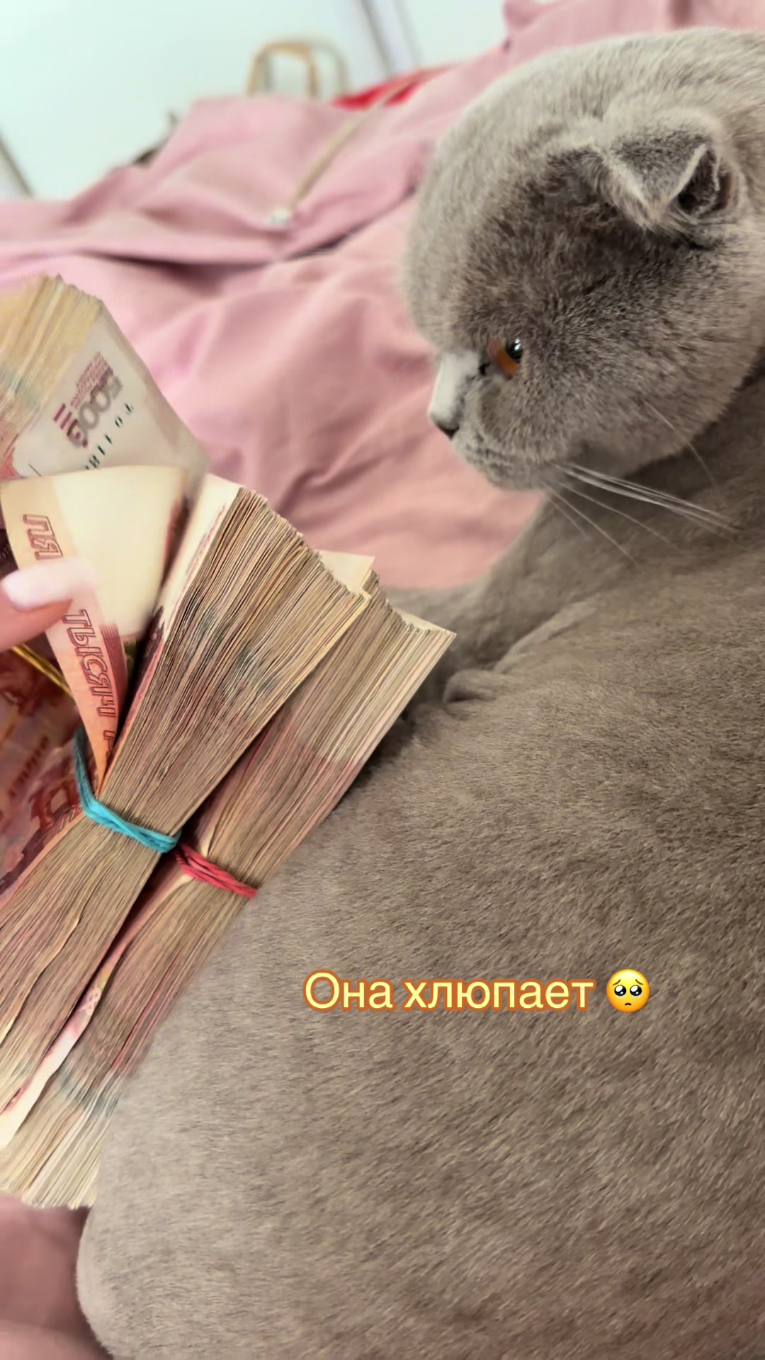 @twitch: bogyasha