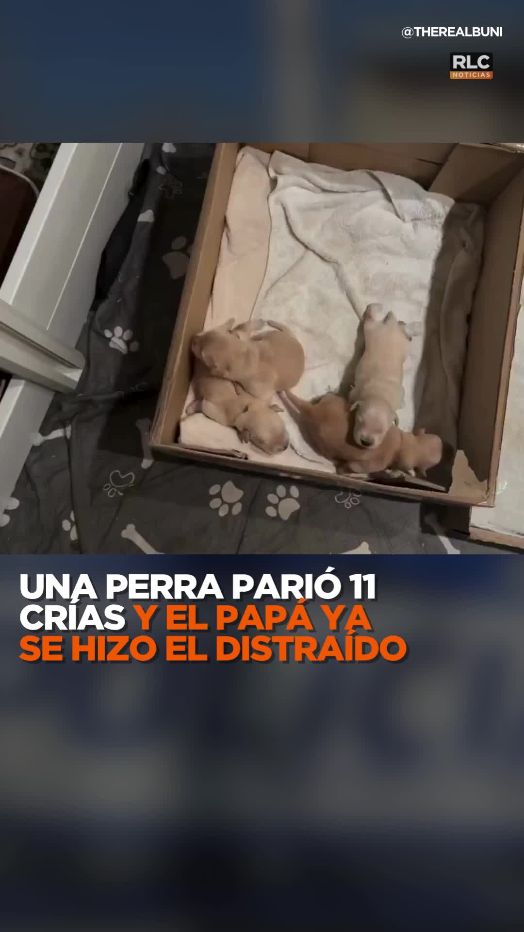 @RLC Noticias