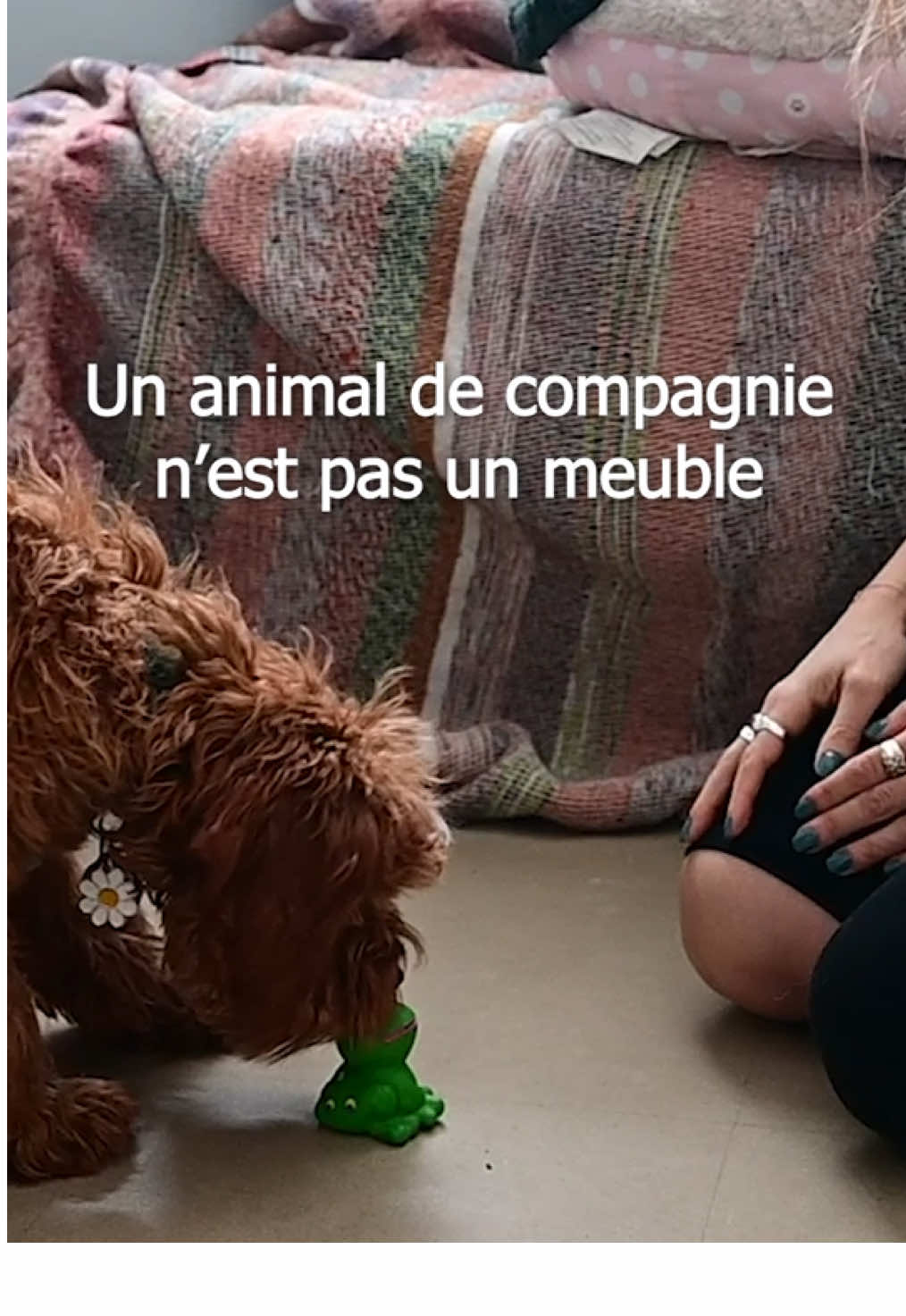@Montreal SPCA