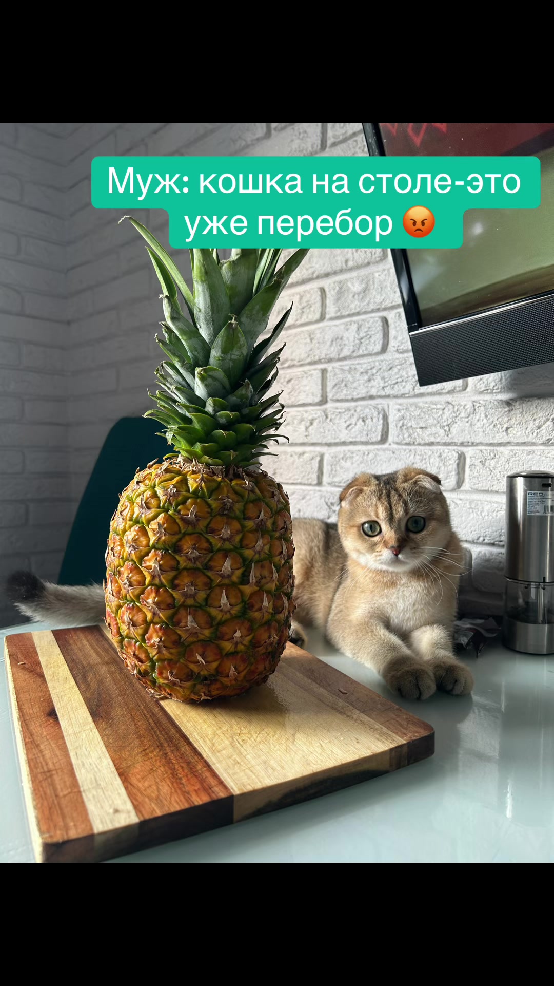 @Cat&Kittens