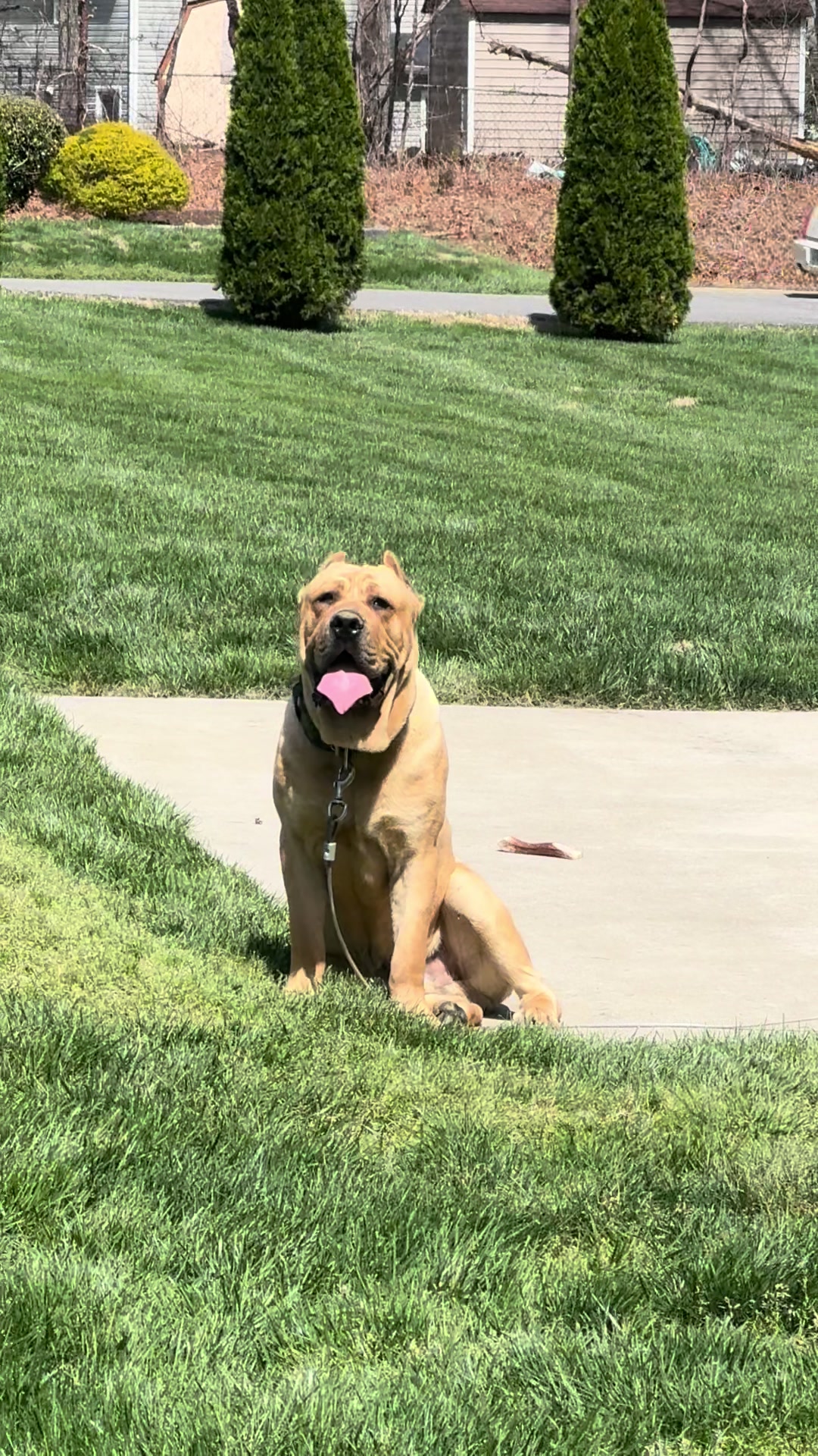 @Irongates Canecorso