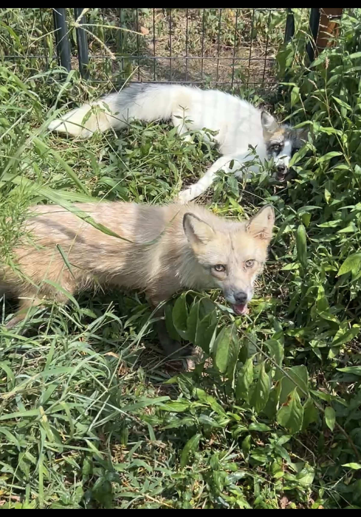 @Clevyr Creatures Fox Sanctuary