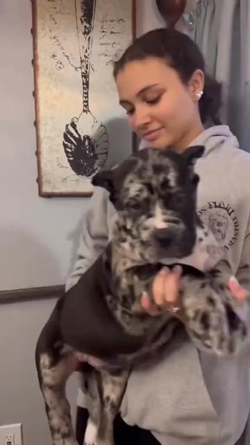 @North America Mastiff Founder