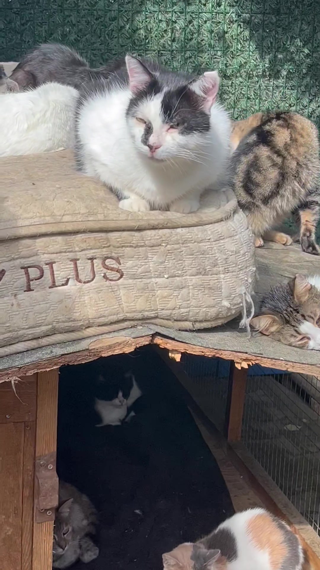 @Gönül Özcanlı
