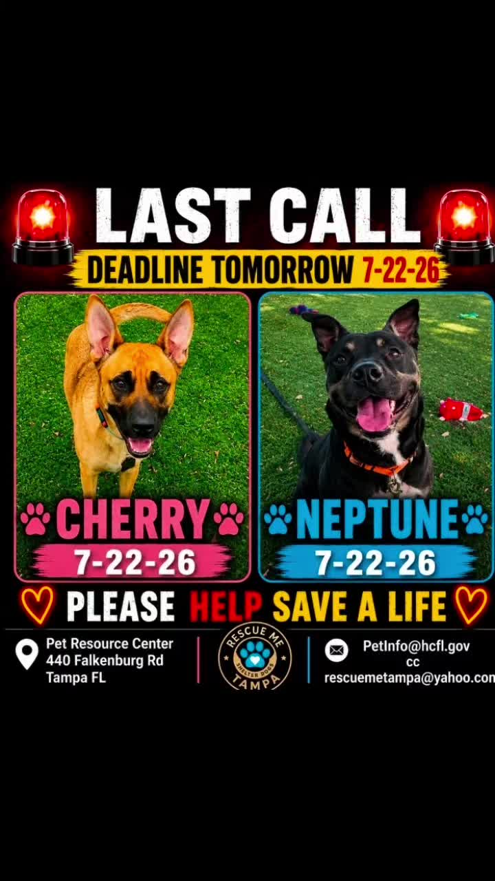 @RescueMeTampa-ShelterDogs