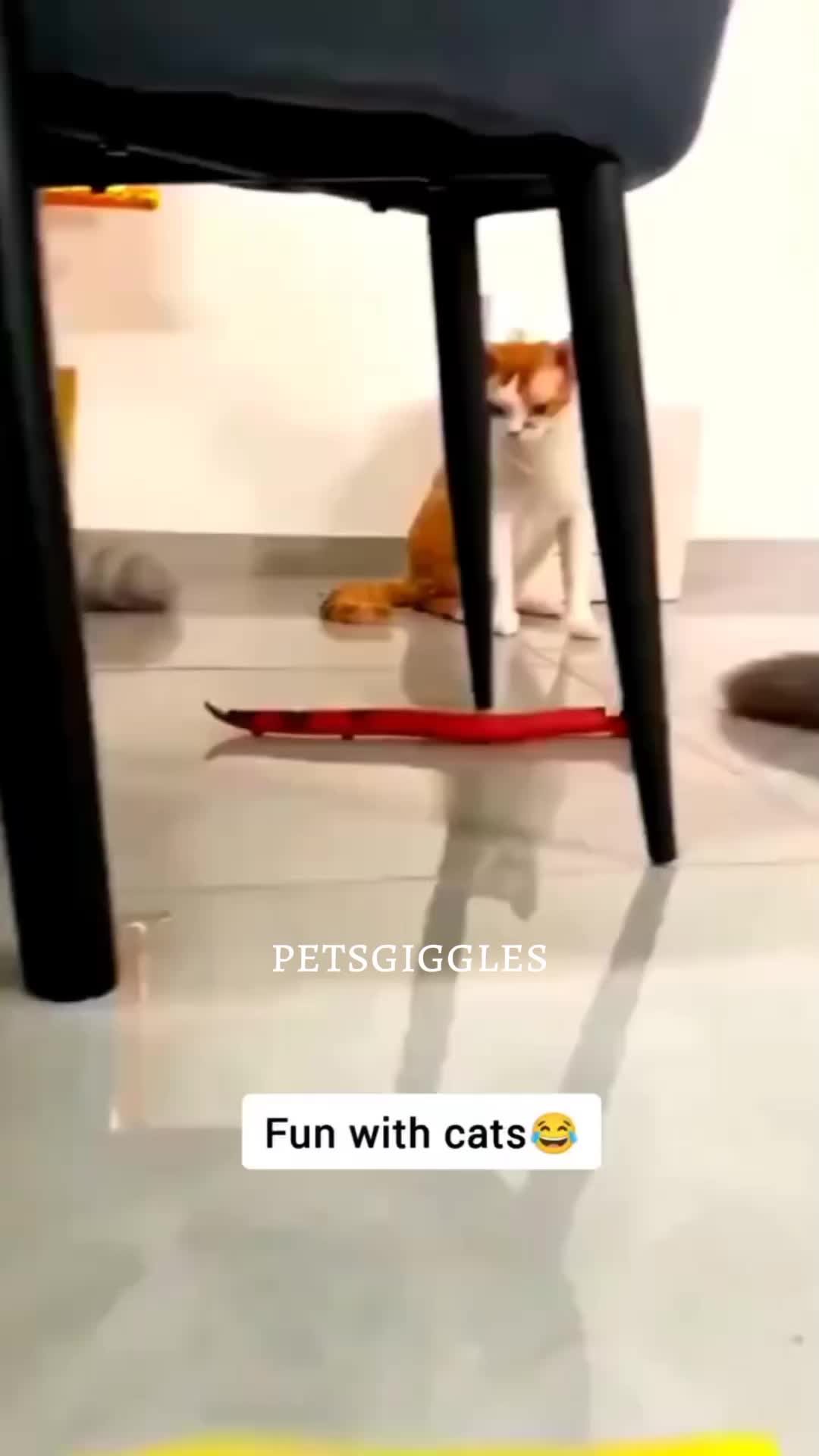 @Pets Giggles