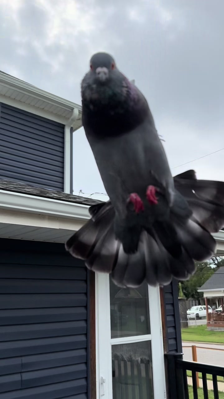 @Beebee The Pigeon