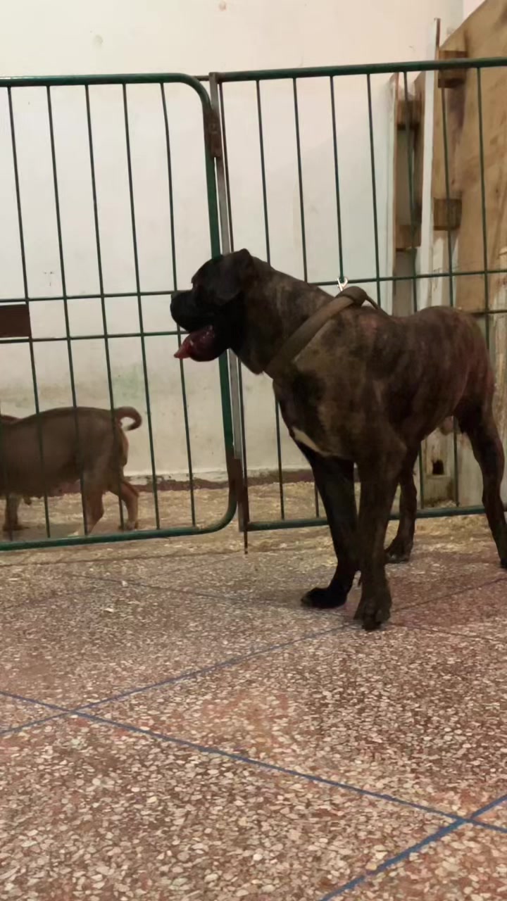 @canicorsoftmalinois
