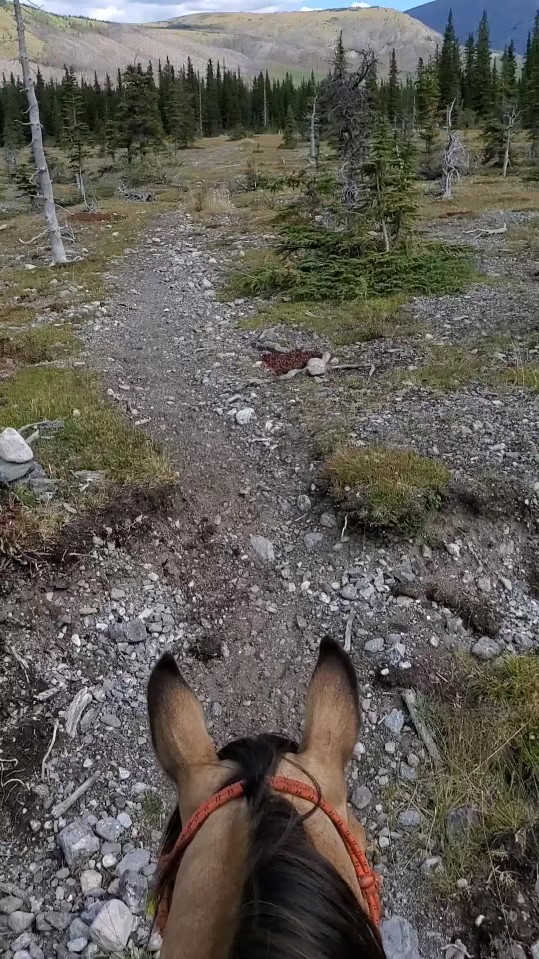 @ddwildhunts