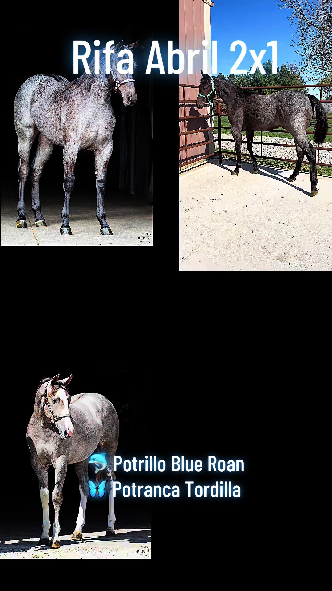 @R.L.P Quarter Horses