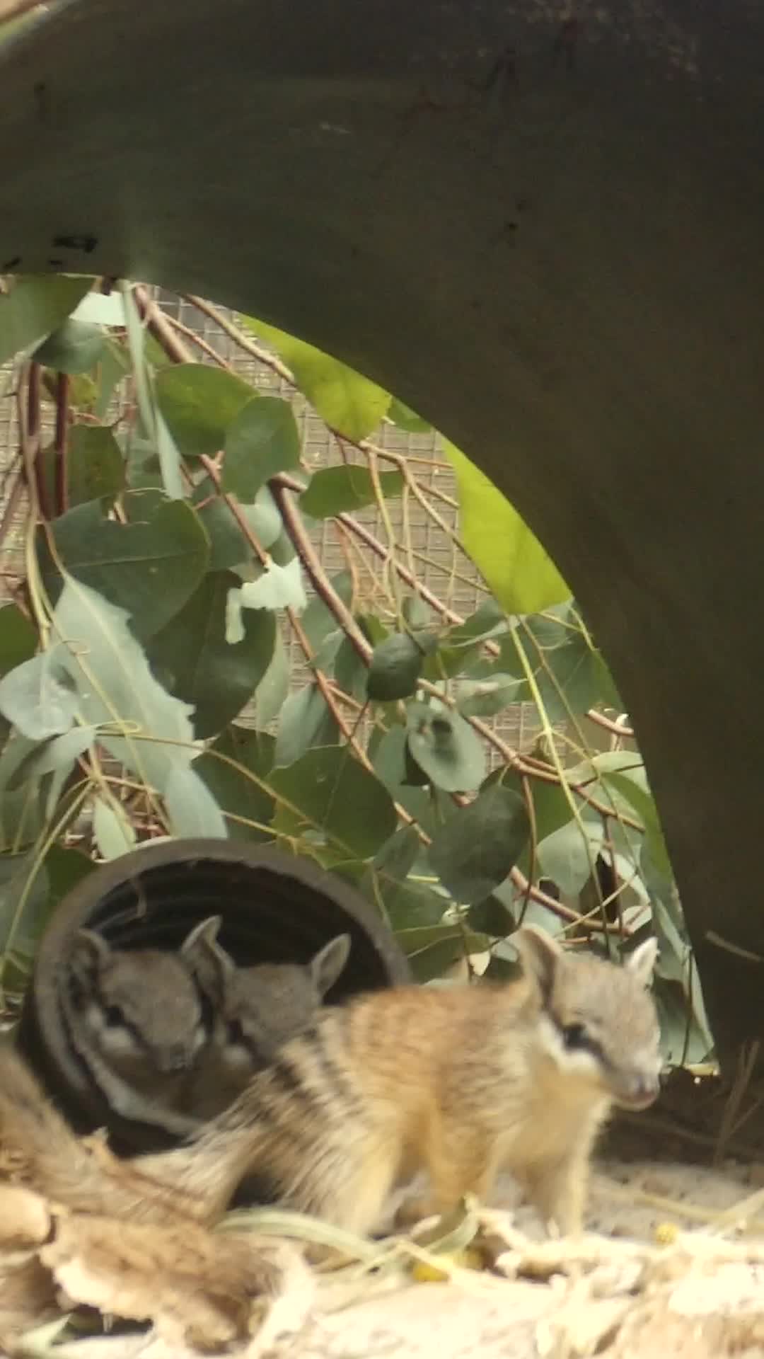 @Perth Zoo