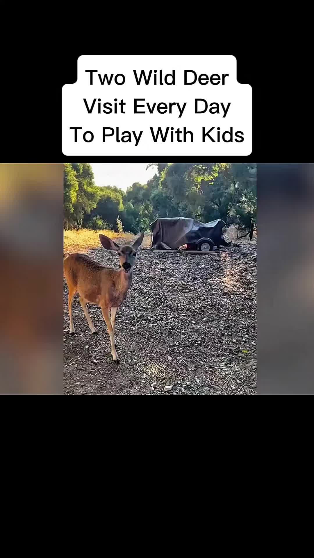 @cddle_buddies_channel
