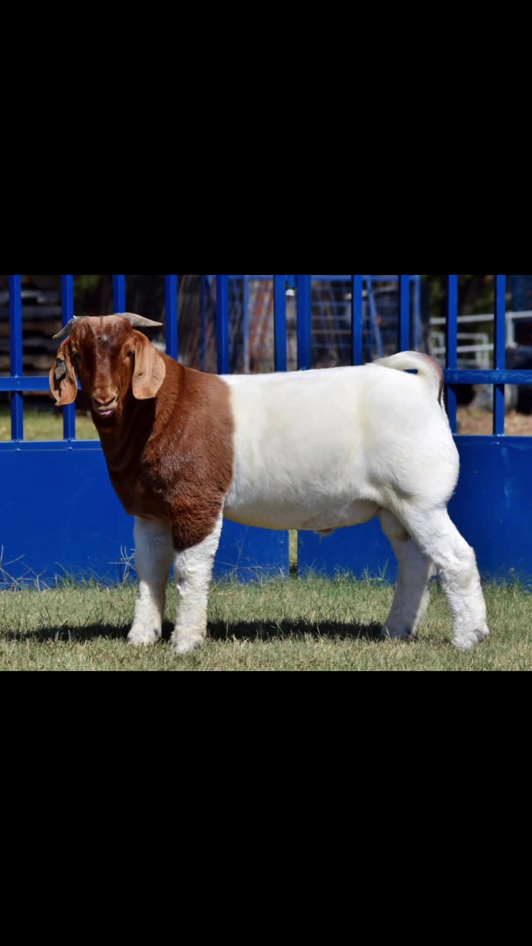 @Jmertinsfarm