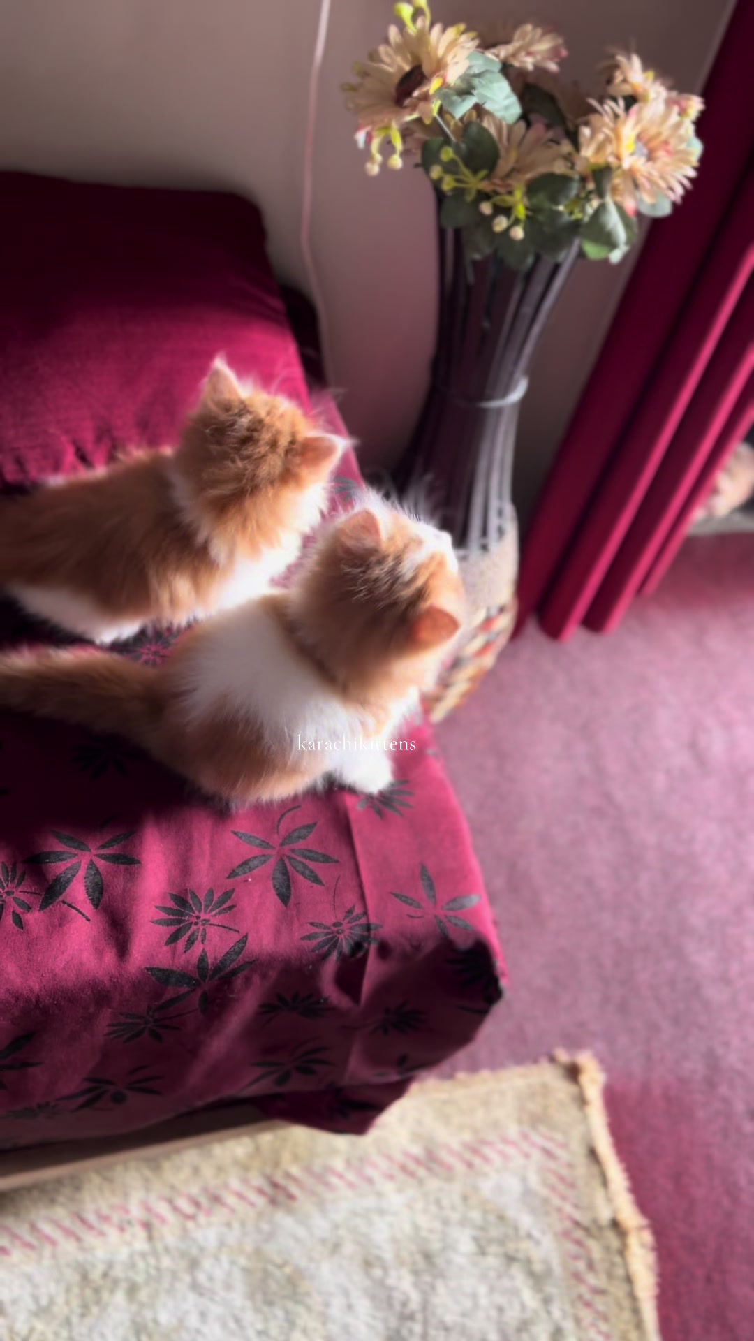 @karachikittens