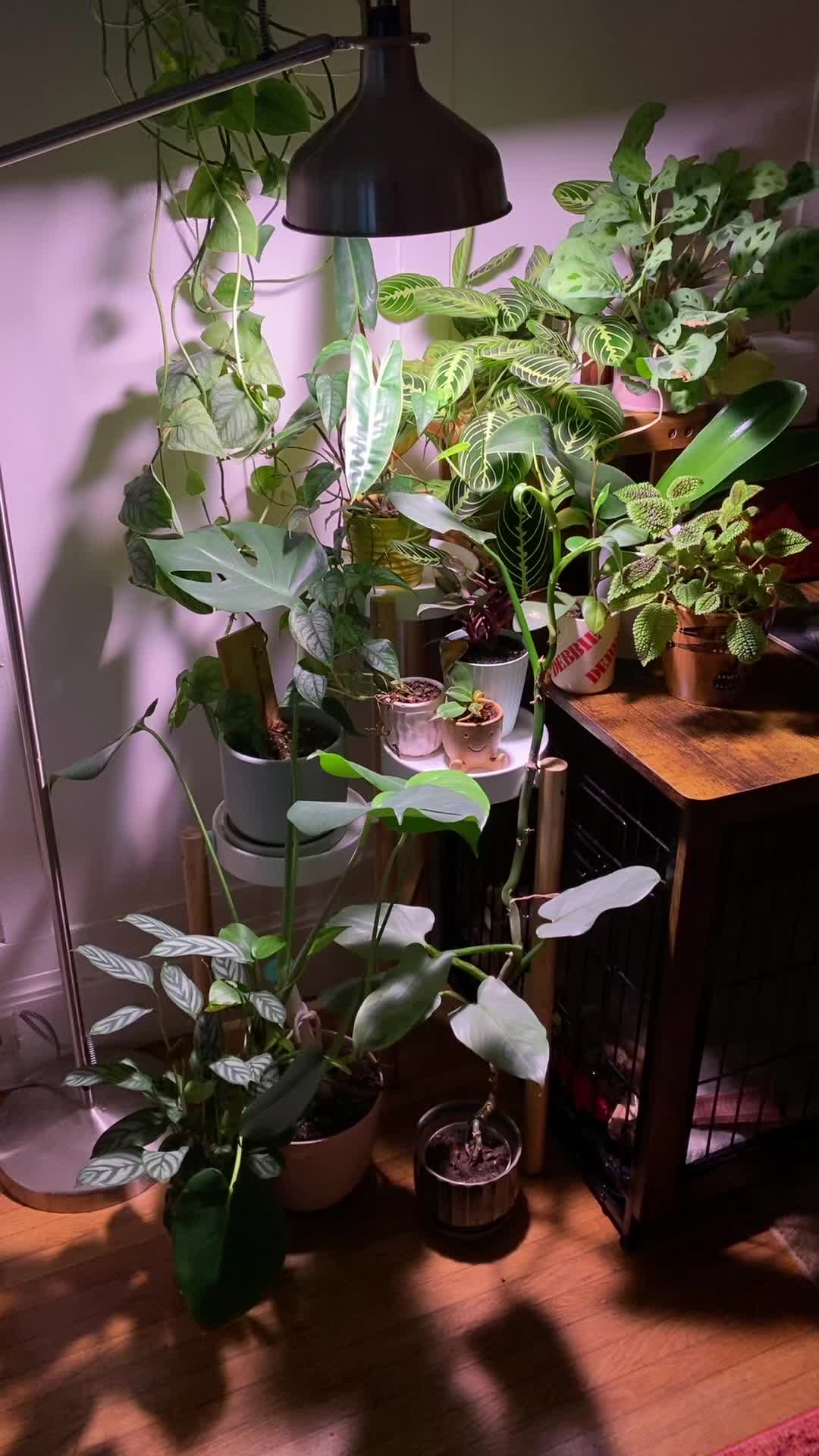 @championofmediocreplants